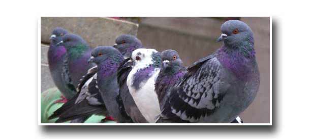 soffit_attic_roof_pigeons