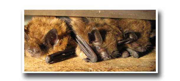 soffit_attic_roof_bats