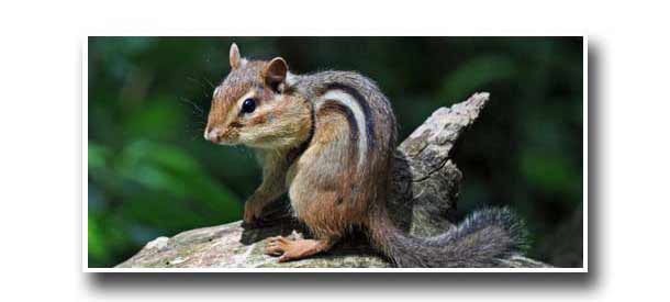 soffit_attic_roof_chipmunk