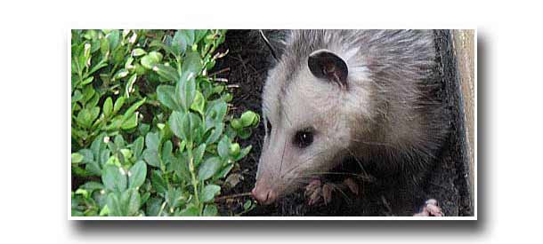 soffit_attic_roof_opossum