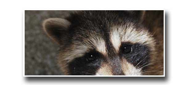 soffit_attic_roof_raccoon