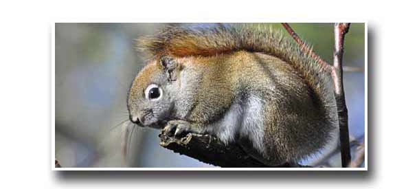 soffit_attic_roof_squirrel